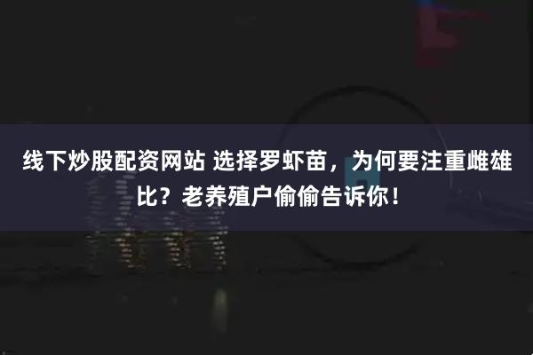 线下炒股配资网站 选择罗虾苗，为何要注重雌雄比？老养殖户偷偷告诉你！