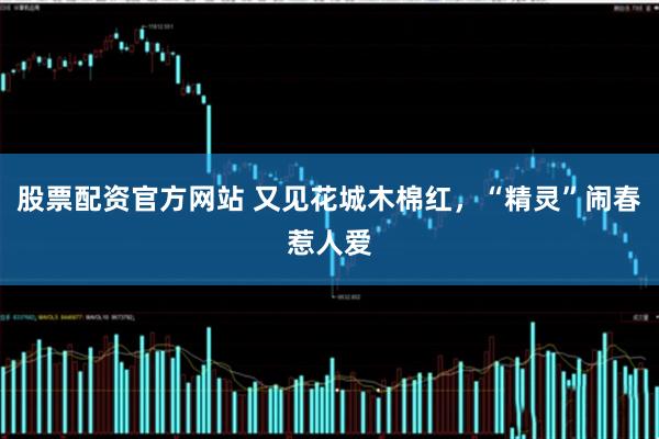 股票配资官方网站 又见花城木棉红，“精灵”闹春惹人爱